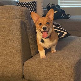 Pembroke Welsh Corgi Puppies from South Texas Blue Collar Corgis