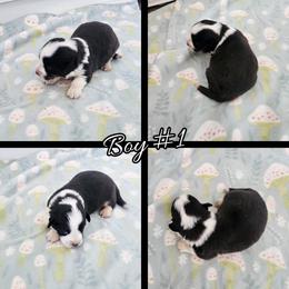 Boy 1 - Black and white male Cardigan Welsh Corgi puppy in Natchitoches. La, Louisiana from Bleu Bayou Corgis