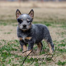 Quinton - Blue speckled male Australian Cattle Dog puppy in Fairview, Oklahoma from Flying D Kennels