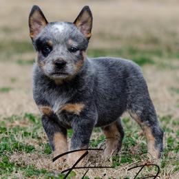 Quinton - Blue speckled male Australian Cattle Dog puppy in Fairview, Oklahoma from Flying D Kennels