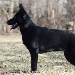 German Shepherds and Great Danes from Starr GSDs & Great Danes