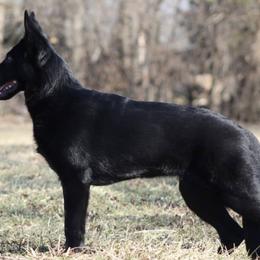 German Shepherds and Great Danes from Starr GSDs & Great Danes