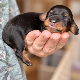 Morgana - Black and tan female Dachshund puppy in Riverton, Wyoming from Wild Rose Ridge Doxies