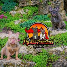 French Bulldog puppies from Flyazz Frenchies Kennels