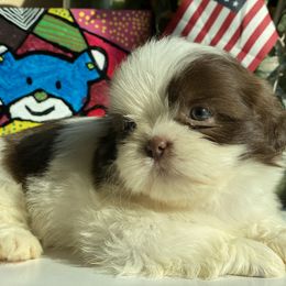 Boy 4 - male Shih Tzu puppy in Troy, Michigan from "Shihtzu Best Friend"