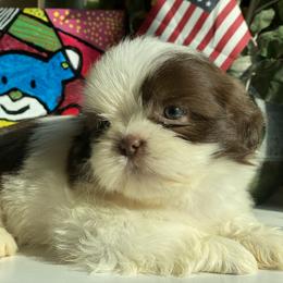 Boy 4 - male Shih Tzu puppy in Troy, Michigan from "Shihtzu Best Friend"