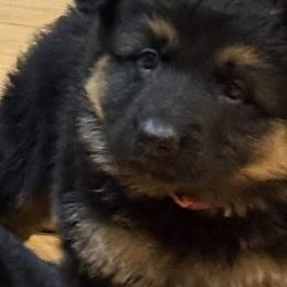 German Shepherd Puppies from Circle Oaks Shepherds