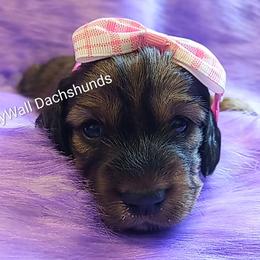 AKC-Aunt Bea - Dapple female Dachshund puppy in Bates City, Missouri from Gray Wall Dachshunds