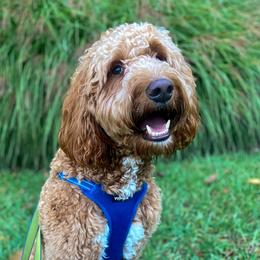 Brady - Goldendoodle