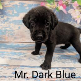 Labrador Retriever puppies from Robertson's Retrievers and Doodles