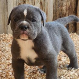 Gnocchi - Blue tri-color male Bulldog puppy in Washington from Sun City Campeiro Bulldogs