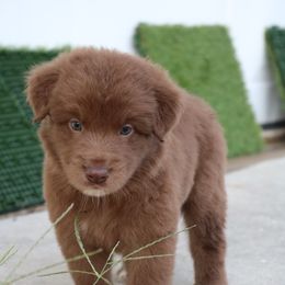 Australian Shepherd Puppies from Kiki's Aussies