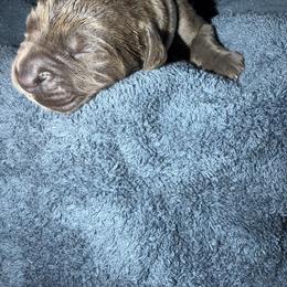 Female 4 - Gray female Cane Corso puppy in Pearland, Texas from Lonestar Corso Kennels