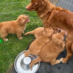 Nova Scotia Duck Tolling Retriever Puppies from Mystic Tollers