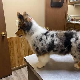 American Corgi, Miniature Australian Shepherd, and Pembroke Welsh Corgi Puppies from Rafter C Aussies & Corgis