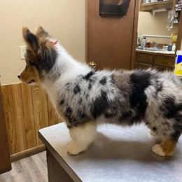 American Corgi, Miniature Australian Shepherd, and Pembroke Welsh Corgi Puppies from Rafter C Aussies & Corgis