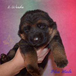 Blue Collar - Black and red male German Shepherd puppy in Orlando, Florida from AceHaven Canines
