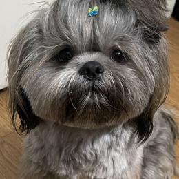 Bambi - Shih Tzu