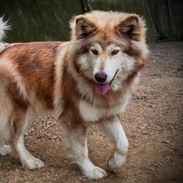Rowena - Alaskan Malamute