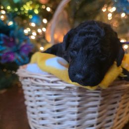 Frozen - Black female Poodle puppy in Blackfoot, Idaho from Draper Mountain Doodles