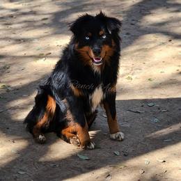 Whiskey - Australian Shepherd
