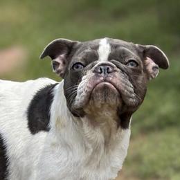 WabiSabi - French Bulldog