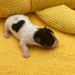 Ace- 3000 - Black tan and white male Biewer Terrier puppy in Douglas, Georgia from Heartland small breeds