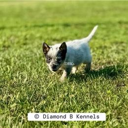 Apollo - Blue speckled male Australian Cattle Dog puppy in Keeling, Virginia from Diamond B Kennels / DBK’s
