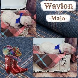 Waylon - Parti male Goldendoodle puppy in Grabill, Indiana from Rose's Doodles