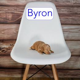 Byron - Apricot male Goldendoodle puppy in Calhoun, Georgia from Happy Top Doodles
