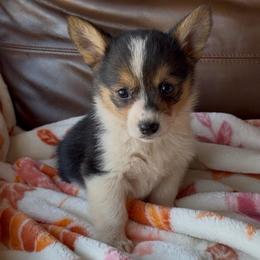 Maple - Black and tan female American Corgi puppy in Graham, Texas from Wild West Corgis