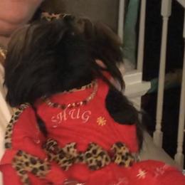 Shug - Yorkshire Terrier