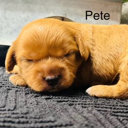 Pete - Red male Cavapoo puppy in Miami, Oklahoma from BriarCreek Cavapoos