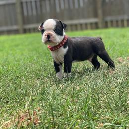 Boston Terrier Puppies from RCR Bulldogs