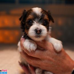 Peter - Parti male Yorkshire Terrier puppy in Pembroke Pines, Florida from Sunshine Parti Yorkies