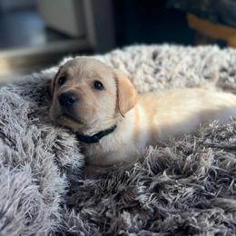 Labrador Retriever Puppies from Krys Ruth