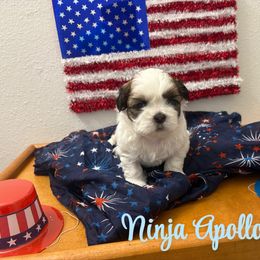 Ninja Apollo - Black gold and white male Shih Tzu puppy in Houston, Texas from Pup Paw-lace