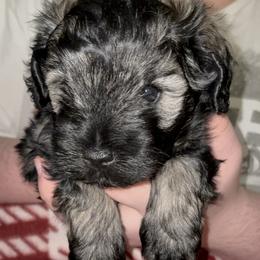 Bean - Salt and pepper male Miniature Schnauzer puppy in Troutdale, Oregon from Krystle's Miniature Schnauzers