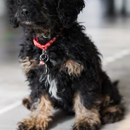 Cavapoo Puppies from PuppybuddyUSA