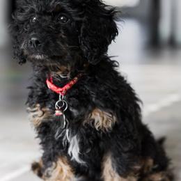 Cavapoo Puppies from PuppybuddyUSA