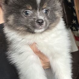 Gremlin - Blue merle male Pomeranian puppy in Costa Mesa, California from Wheresmil0