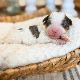 Bourbon - Blue merle male Bernedoodle puppy in Pittsburgh, Pennsylvania from WestPenn Doodles LLC
