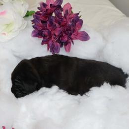 Purple collar female - Black brindle female Cane Corso puppy in Westerville, Ohio from Elite Empire Cane Corso