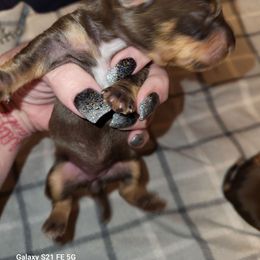 SARAH - Chocolate and tan female Dachshund puppy in Antlers, Oklahoma from MoMo's Dachshunds