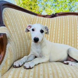 Ricardo - White and fawn male Whippet puppy in Kingston, Tennessee from Smithfield Park