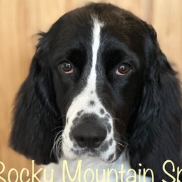 Olivia - English Springer Spaniel