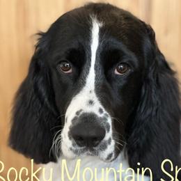 Olivia - English Springer Spaniel