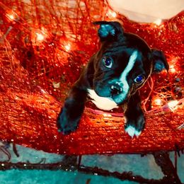 Boy 2 - Black and white Boston Terrier puppy in Benton, Arkansas from Kimbo’s Bostons