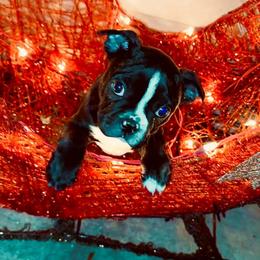 Boy 2 - Black and white Boston Terrier puppy in Benton, Arkansas from Kimbo’s Bostons