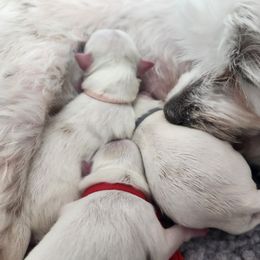 Maltese Puppies from Arizona Maltese Gems